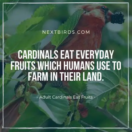 Baby Cardinals Eat Fruits when become adult