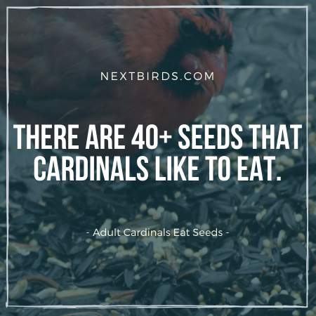Seeds are one of best diet for Baby Cardinals when they become adult