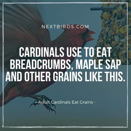 What do baby cardinals eat when become adults