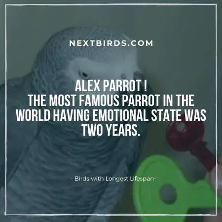 Alex parrot emotional level