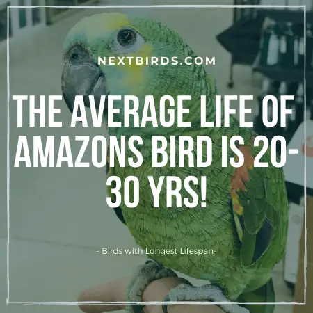 Amazon Bird Lifespan