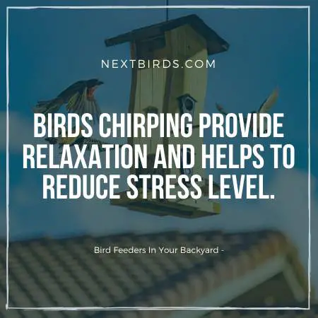 Bird Feeder allow you to hear chirping in your backyard
