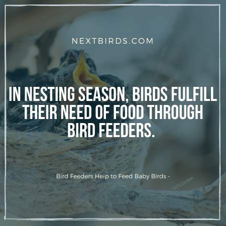 Importance of Bird Feeders in nesting season