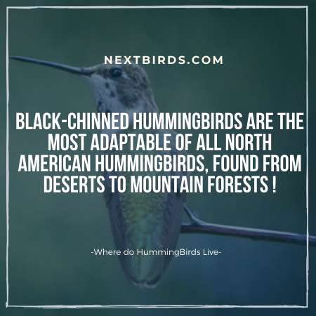 Black chinned Hummingbirds