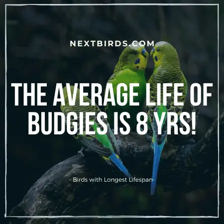 Budgies Bird Lifespan