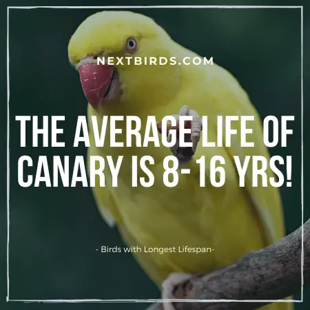 Canary Bird Lifespan