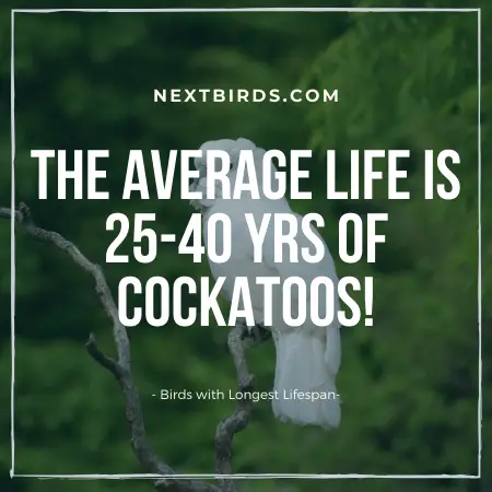 Cockatoos Bird Lifespan