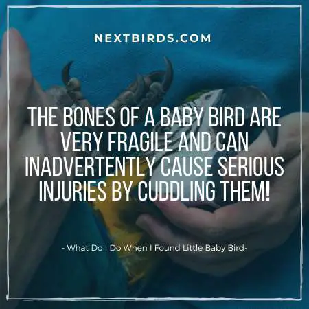 Dont cuddle baby birds