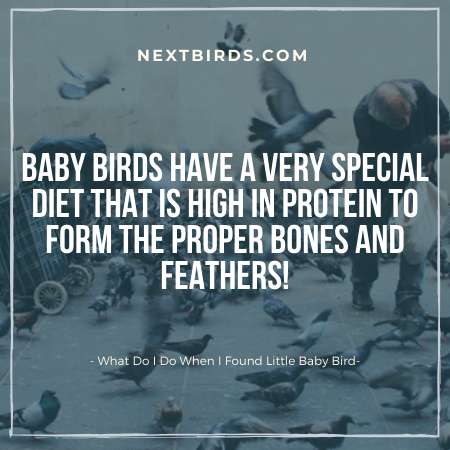 Do not feed wild baby birds