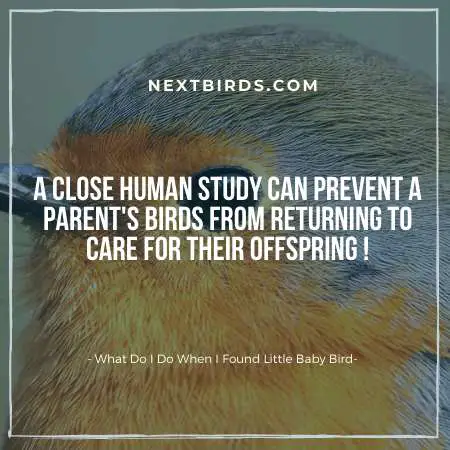 Dont study baby birds closely