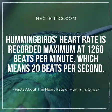 Hummingbirds Heartbeat id very High 