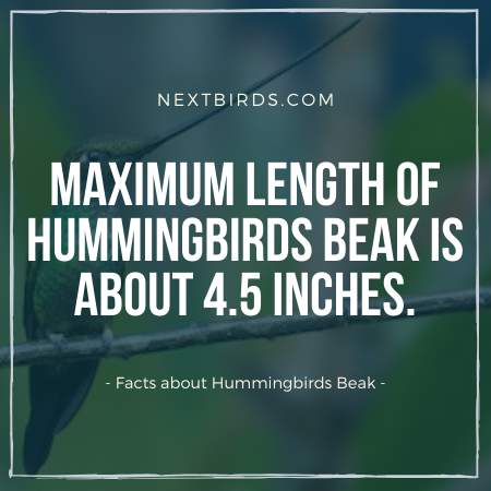 Hummingbirds Longest Break