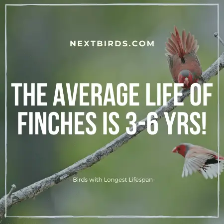 Finche Bird Lifespan