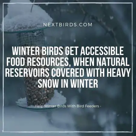 Bird Feeders provide food for winter birds