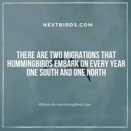 Hummingbird migration