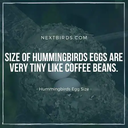 Tiny Egg size of Humms