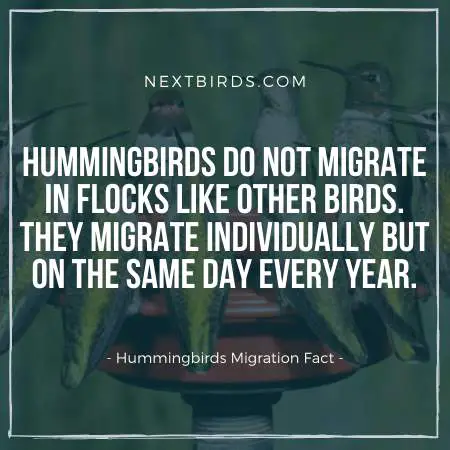 Hummingbirds Migration Fact over the Year