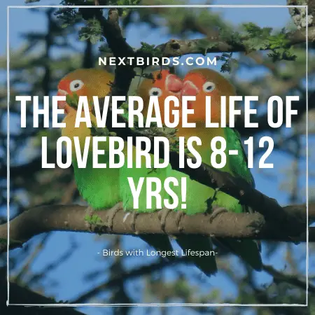 Lovebird Lifespan