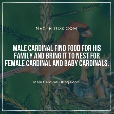 Male Cardinals Bring Food For Female Cardinals