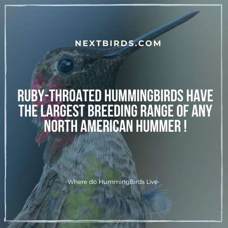 Ruby-throated Hummingbirds 
