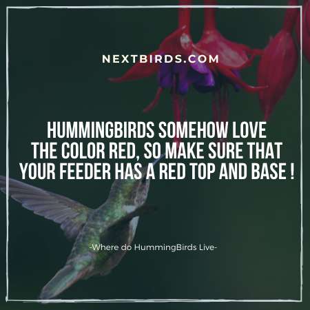 Tips for observing hummingbirds