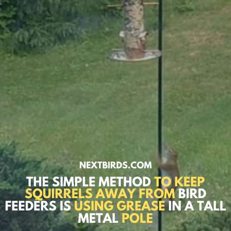 Use Grease to keep squirrels away