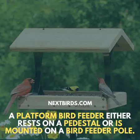 Use a Platform Feeder to keep squirrels away