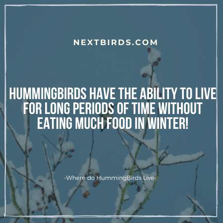 Where do hummingbirds live during winter