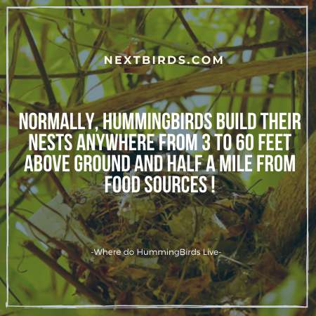 Where do hummingbirds make their nests