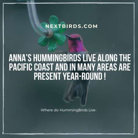 anna Hummingbirds