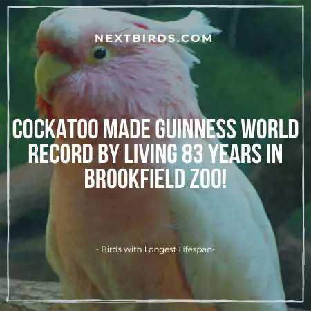 Cookie Cockatoo Brookfield zoo