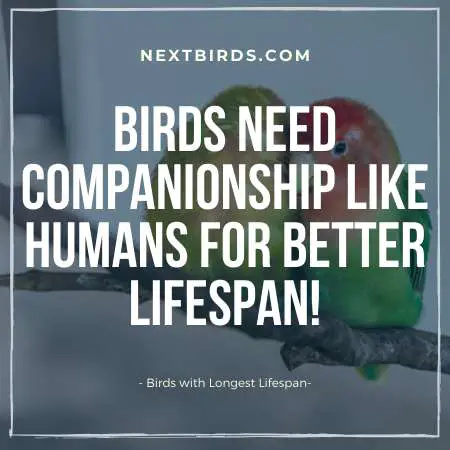 companionship factor About Birds Lifespan
