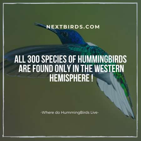 Where do Hummingbirds Live in Winter and Summer