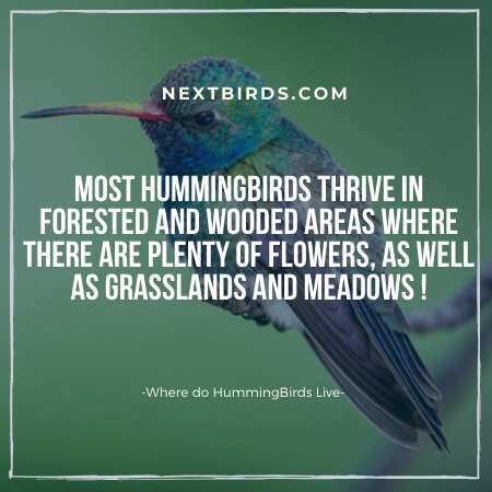 where do hummingbirds lives