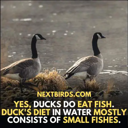 Do Ducks Eat Fish