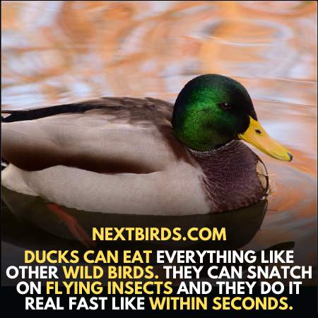 Ducks can eat everything