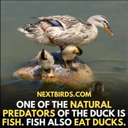 Fish Also Eat Ducks