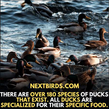 There are over 180 Ducks Species