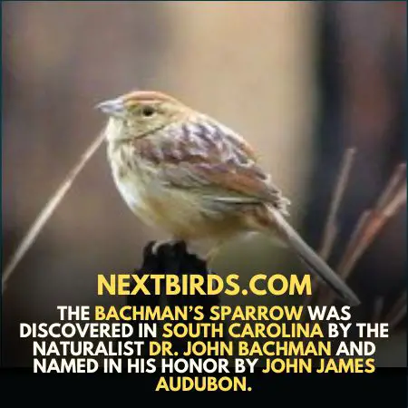 Bachman’s Sparrow 