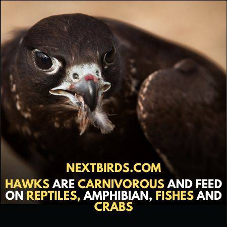 hawk Birds -diet