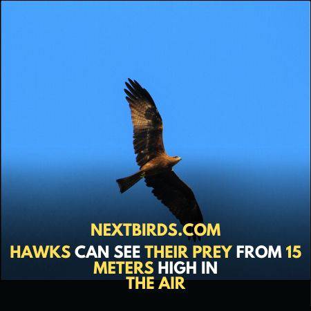 Black hawk birds Interesting Facts