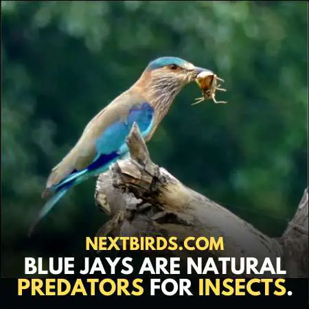 They are Natural Predators