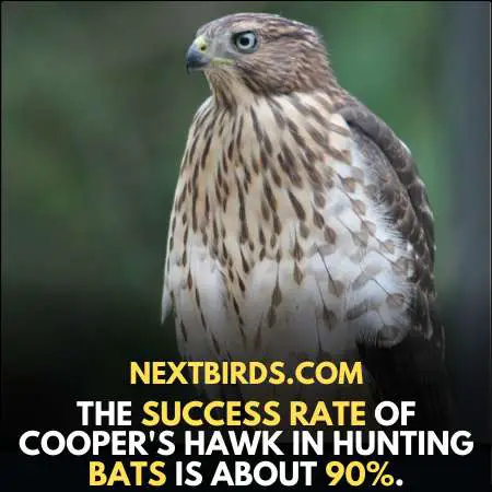 Cooper's Hawk in California