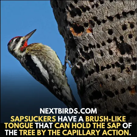 Woodpecker's Tongue is a wonder of nature