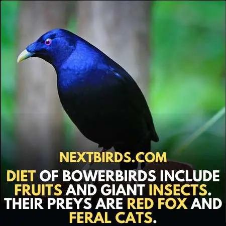 Bowerbirds Diet