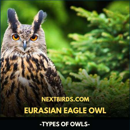 EURASIAN EAGLE OWL (TYPES OF OWLS)