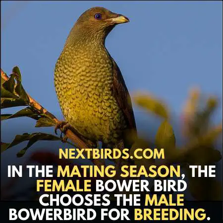 Female Bowerbird Choose mate for life.