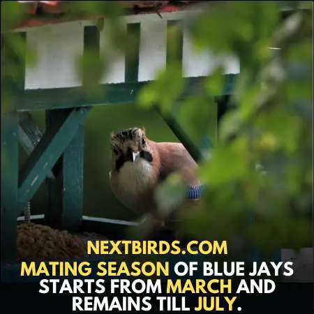 Help Blue Jays In Mating Season
