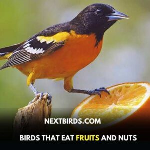Juice Fruits for birds