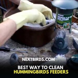 How to keep ants out of Hummingbird Feeder